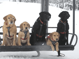 mt_bachelor_-_ski_patrol_dogs