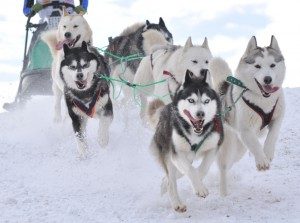 dog-sled-team